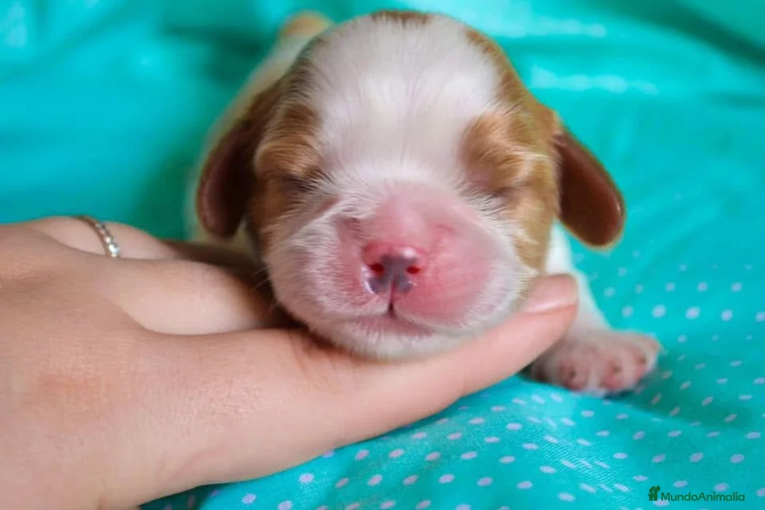 Cavalier King Charles Spaniel perros en venta: cachorros calidad compañia macho y hembra - Anuncio 8
