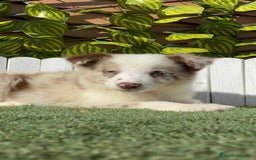 Border Collie perros en venta: BORDER COLLIE - Anuncio 7