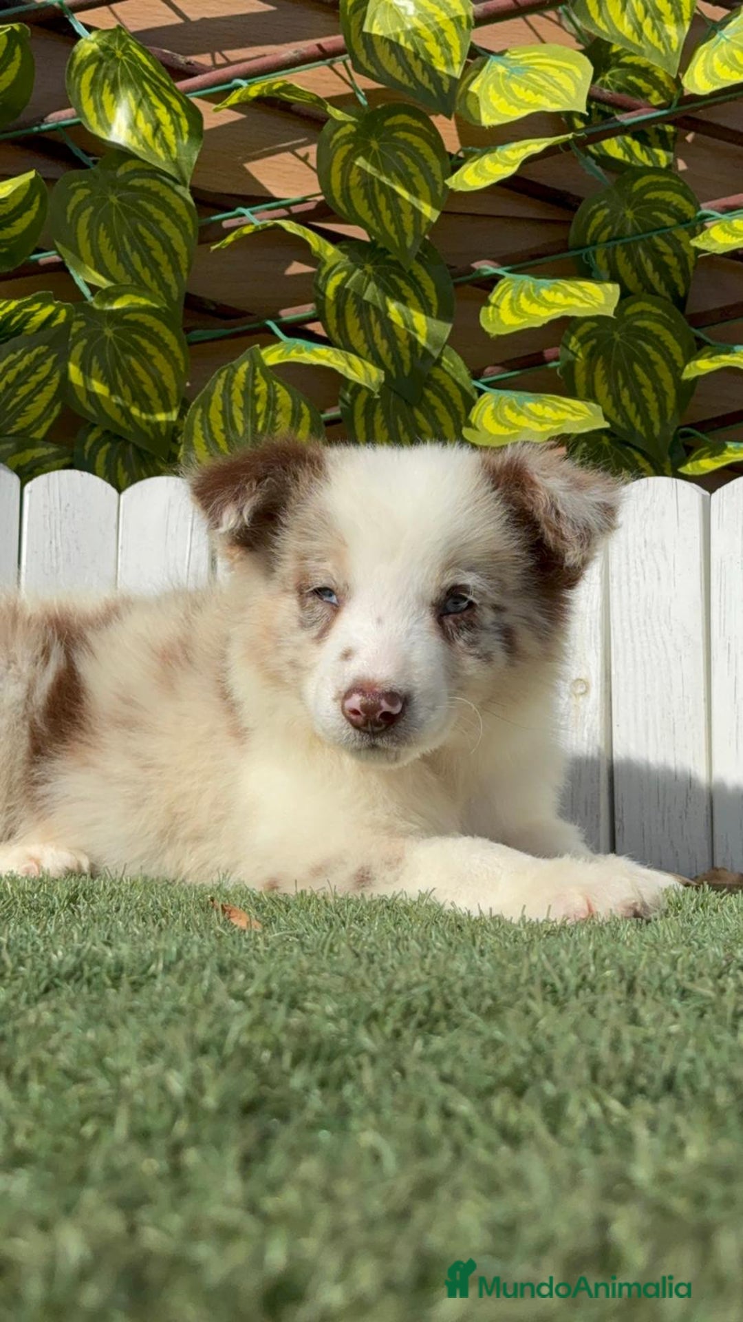 Border Collie perros en venta: BORDER COLLIE - Anuncio 7