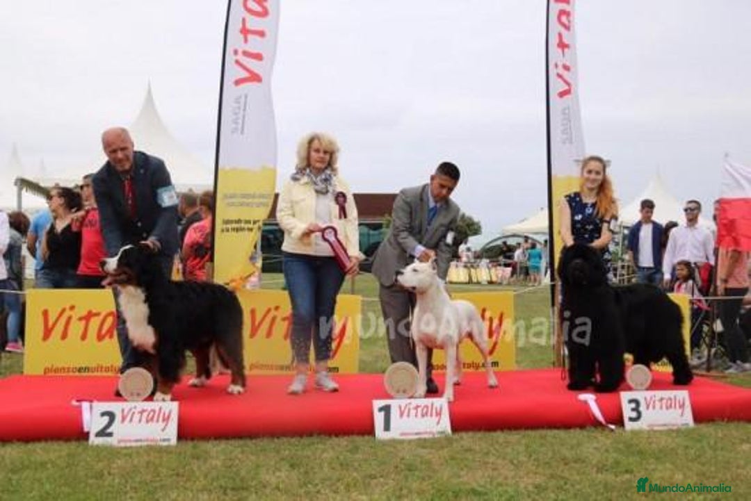 Imagen de galería {{count}}