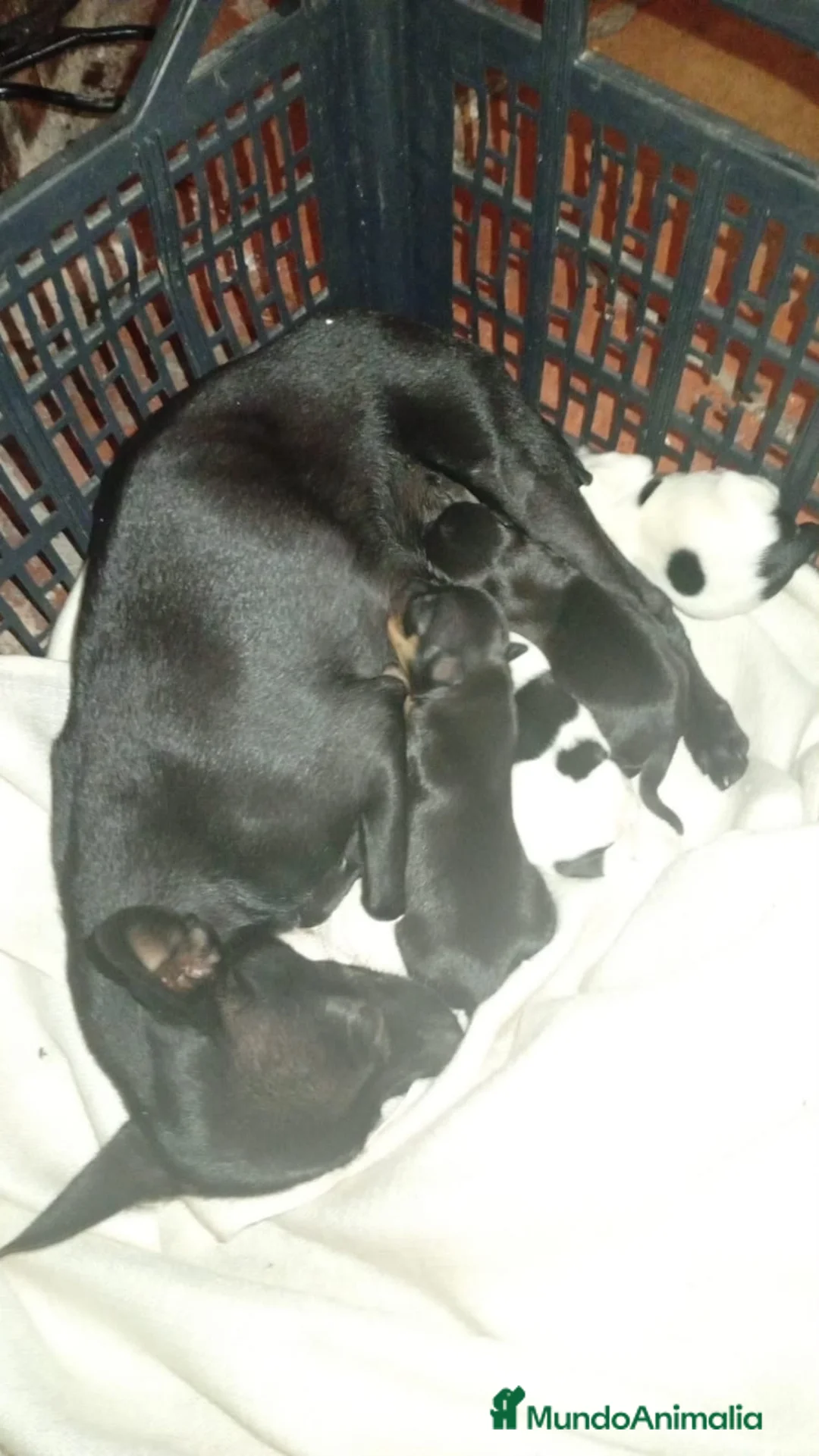Chihuahua perros en venta: Camada de chihuahuas - Anuncio 1