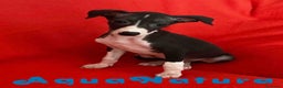 Pequeño Lebrel Italiano perros en venta:  Lebrel Italiano Macho 7345 de BN - AQUANATURA en Barcelona - Anuncio 1
