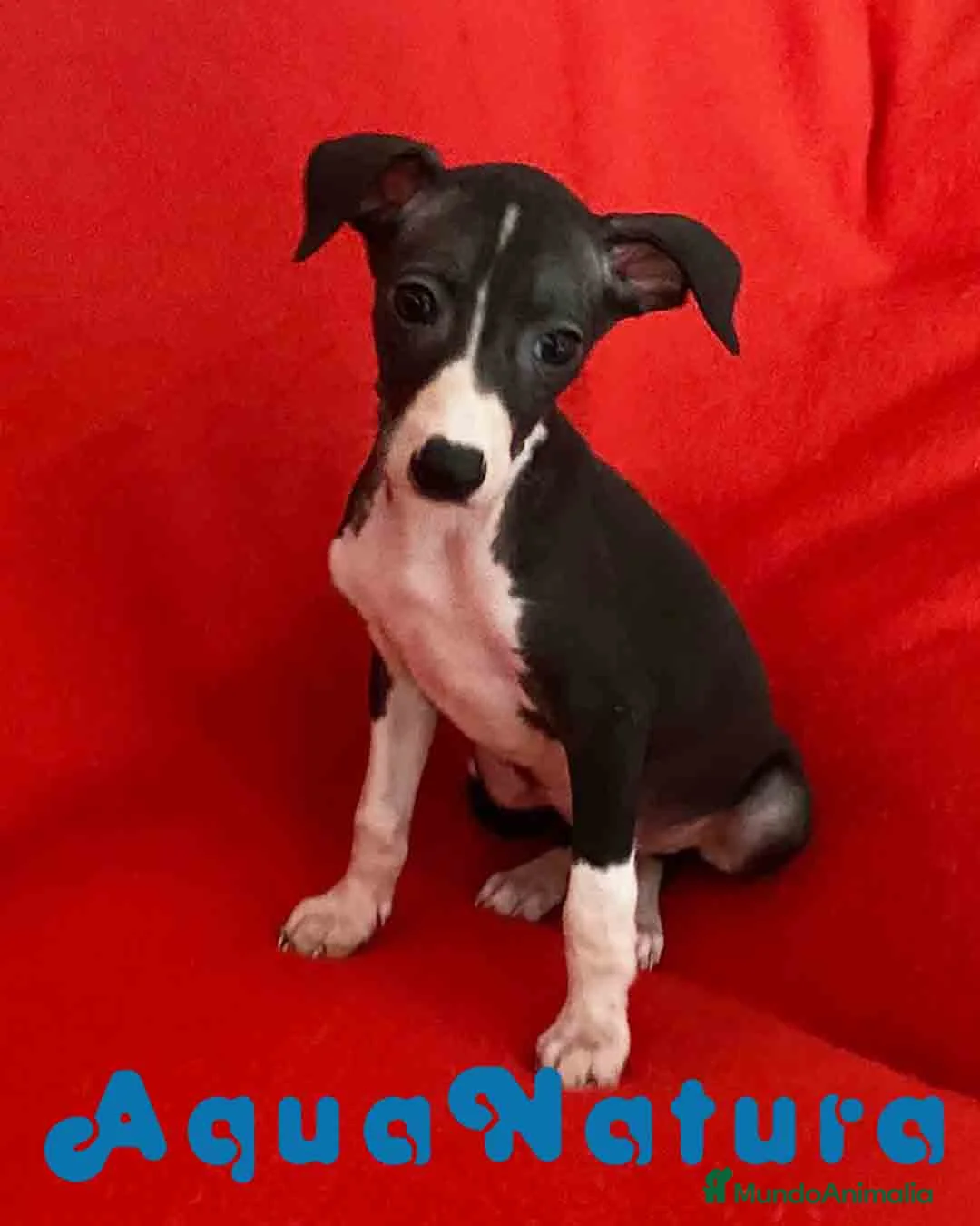 Pequeño Lebrel Italiano perros en venta:  Lebrel Italiano Macho 7345 de BN - AQUANATURA en Barcelona - Anuncio 1