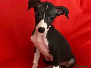 Pequeño Lebrel Italiano perros Lebrel Italiano Macho 7345 de BN - AQUANATURA en Barcelona - Anuncio 9