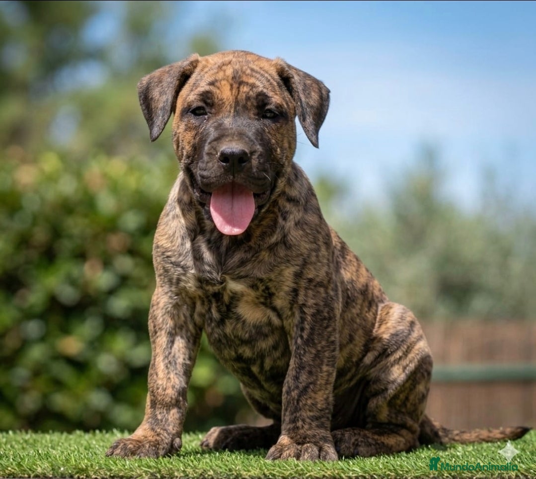 Presa Canario perros Presas canario - Anuncio 8