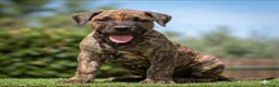 Presa Canario perros en venta: Presas canario - Anuncio 1