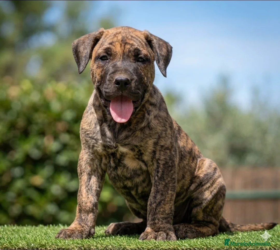 Presa Canario perros en venta: Presas canario - Anuncio 1