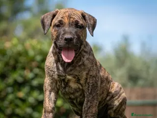 Presa Canario perros Presas canario - Anuncio 8