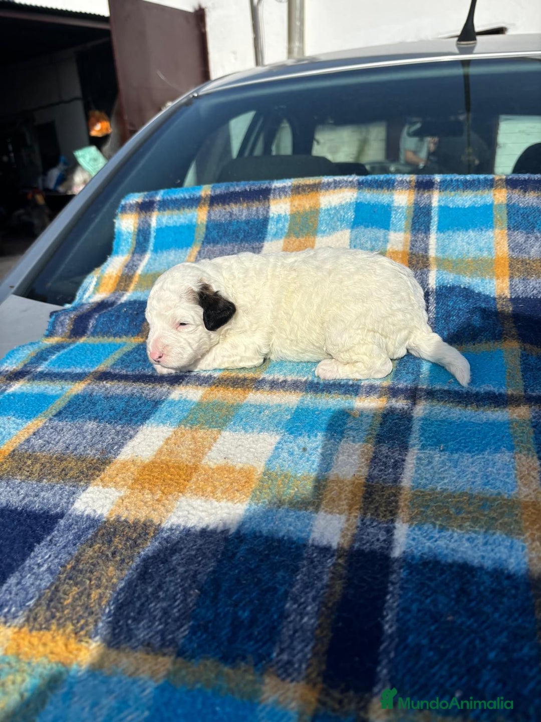 Perro de Agua Español perros en venta: Perros de agua  - Anuncio 3