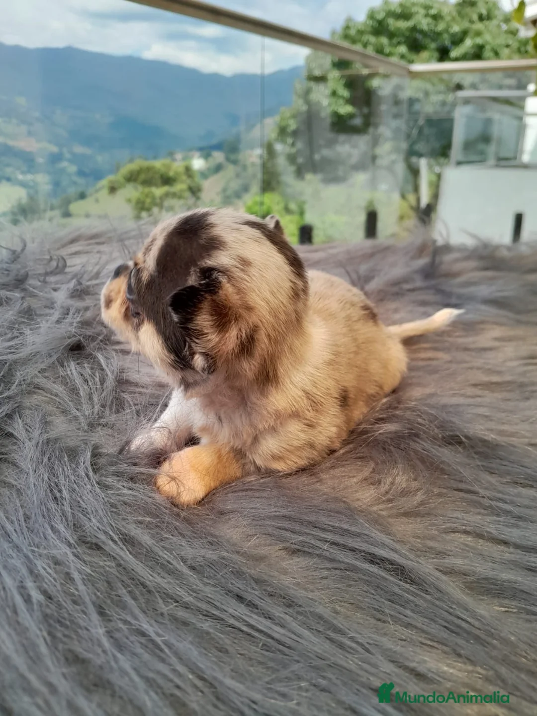 Chihuahua perros en venta: CHIHUAHUAS MERLE  - Anuncio 2