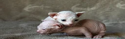 Sphynx gatos en venta: Sphynx blancos y bicolor - Anuncio 37
