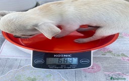 Chihuahua perros en venta: ÚLTIMOS 3 MACHOS - Imagen 18