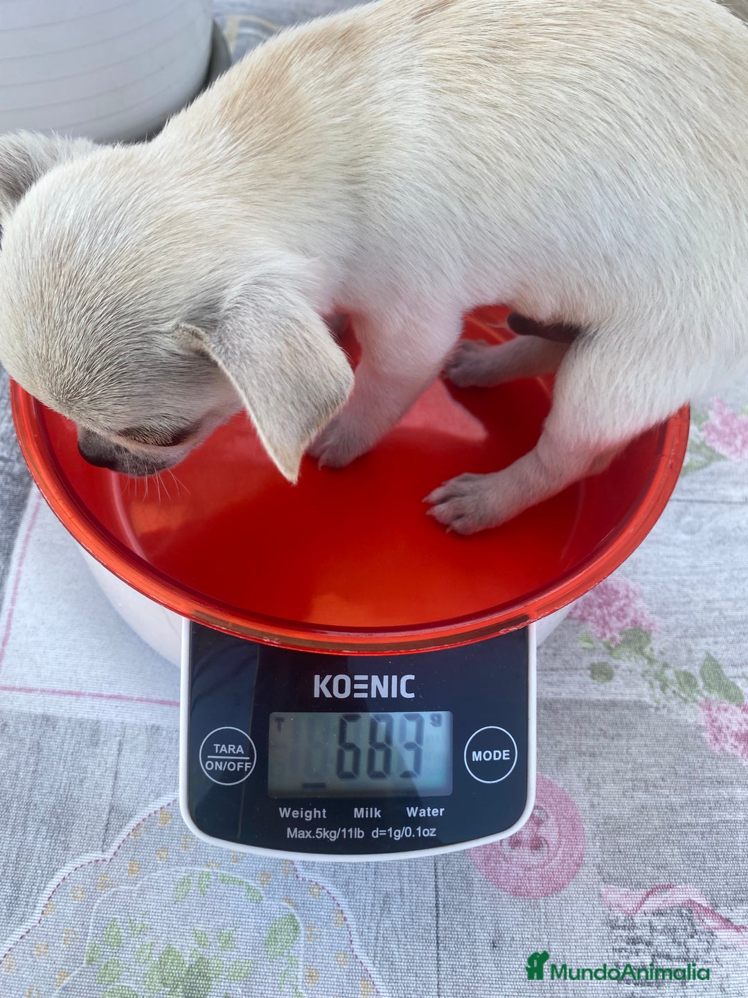 Chihuahua perros en venta: ÚLTIMOS 3 MACHOS - Imagen 18