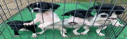 Pointer perros en venta: Pointer, cachorros de padres excelentes. - Anuncio 1