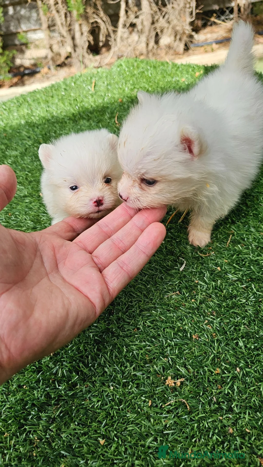 Pomerania perros en venta: Cachorritos Pomerania mini toy - Anuncio 2