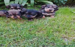 Teckel perros en venta: Teckel de pelo duro  - Imagen 1