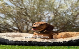 Teckel Miniatura perros en venta: CAMADA DE TECKEL PELO DURO - Imagen 2