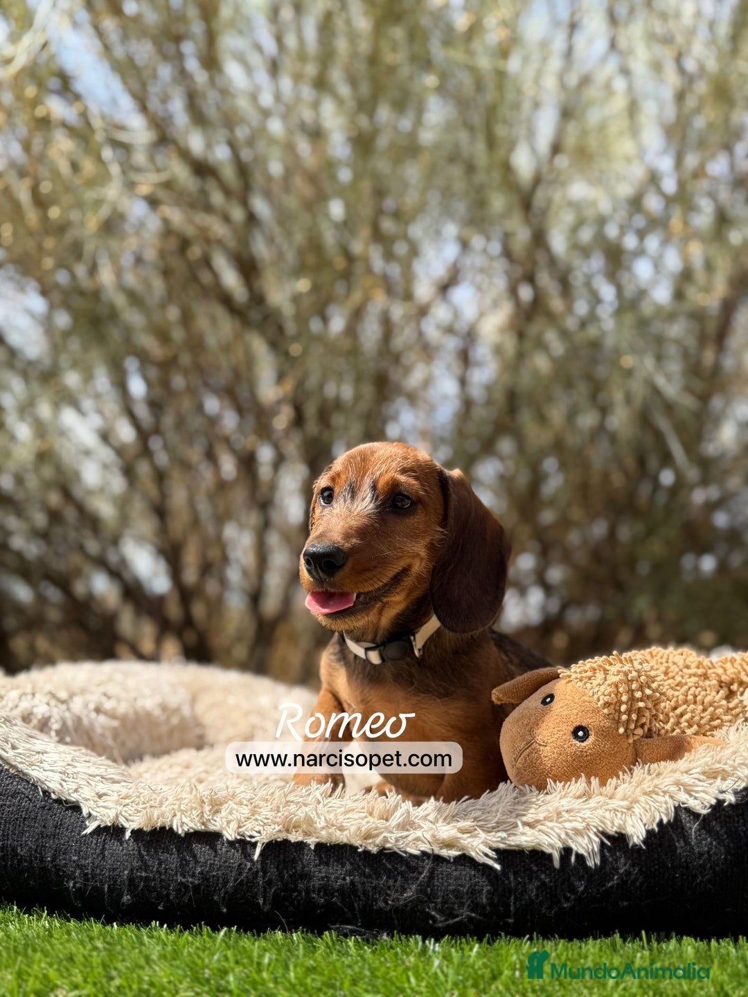 Teckel Miniatura perros en venta: CAMADA DE TECKEL PELO DURO - Imagen 2