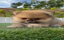 Pomerania perros en venta: POMERANIA - Imagen 3