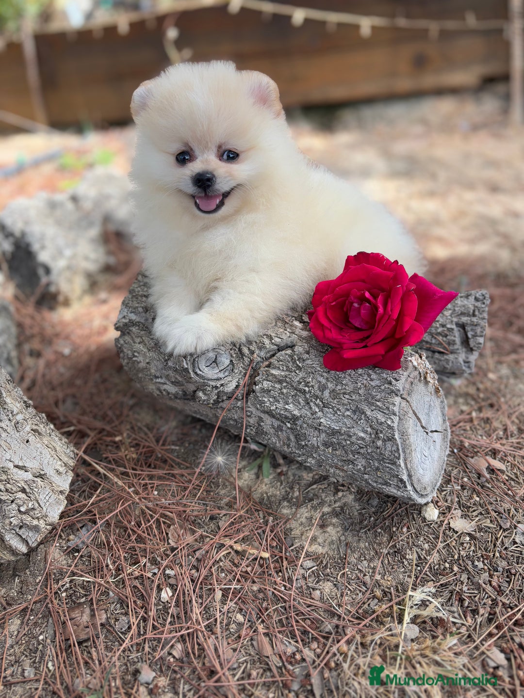 Pomerania perros en venta: Pomerania macho disponible  - Imagen 7