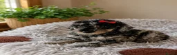 Caniche Toy perros en venta: Caniche toy - Anuncio 3