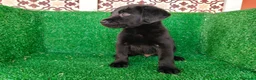 Labrador Retriever perros en venta: labrador retriever - Anuncio 4