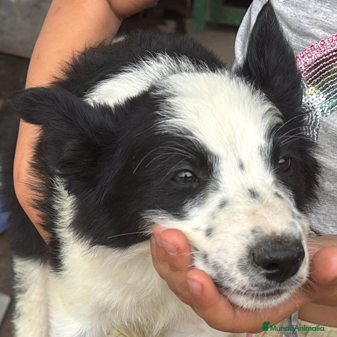 Border Collie perros Border Collie - Anuncio 1