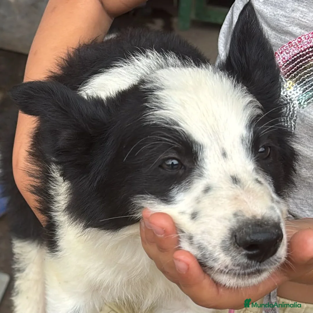Border Collie perros en venta: Border Collie - Anuncio 1