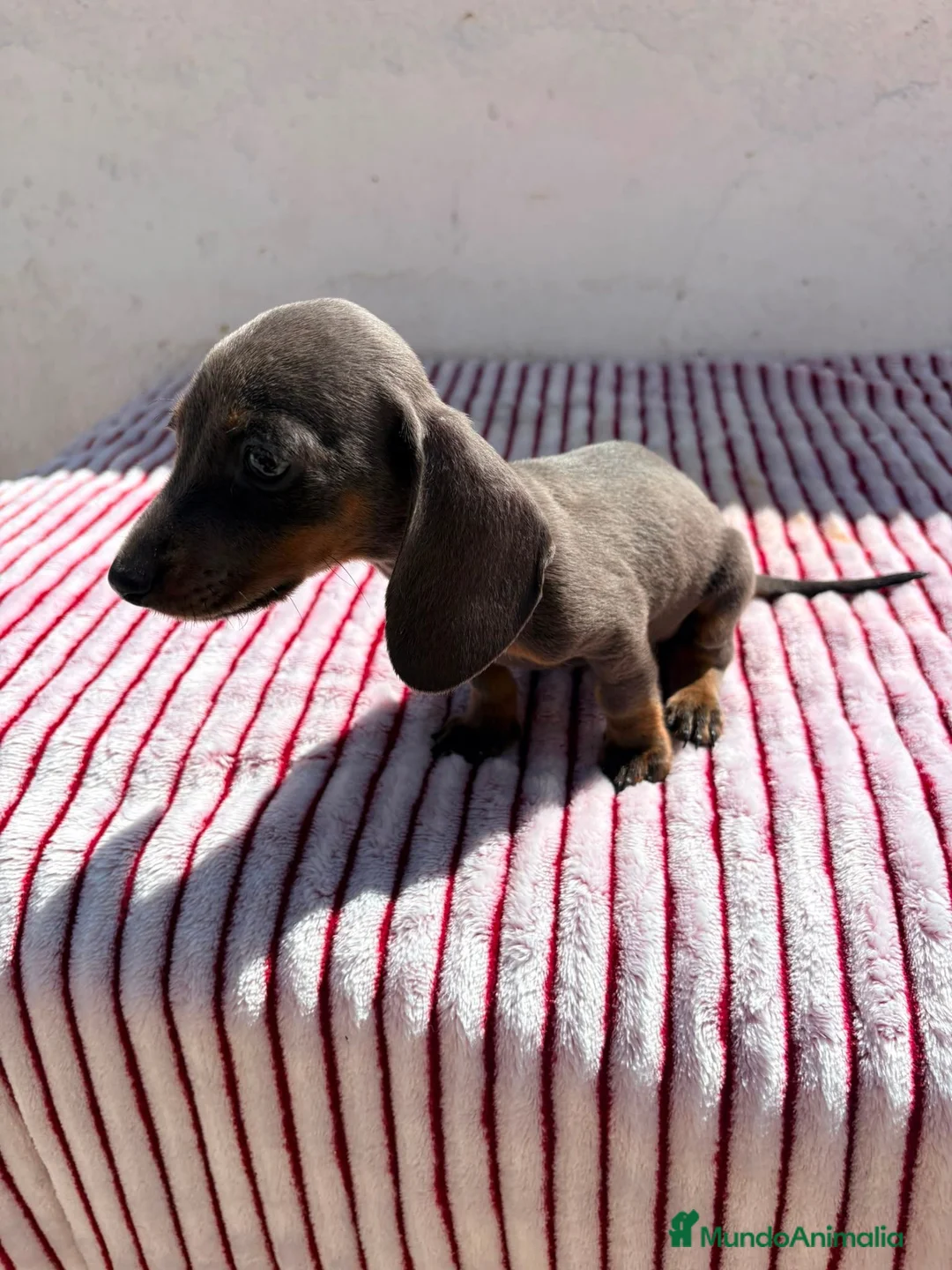 Teckel perros en venta: Teckel Kaninchen Isabela - Anuncio 2