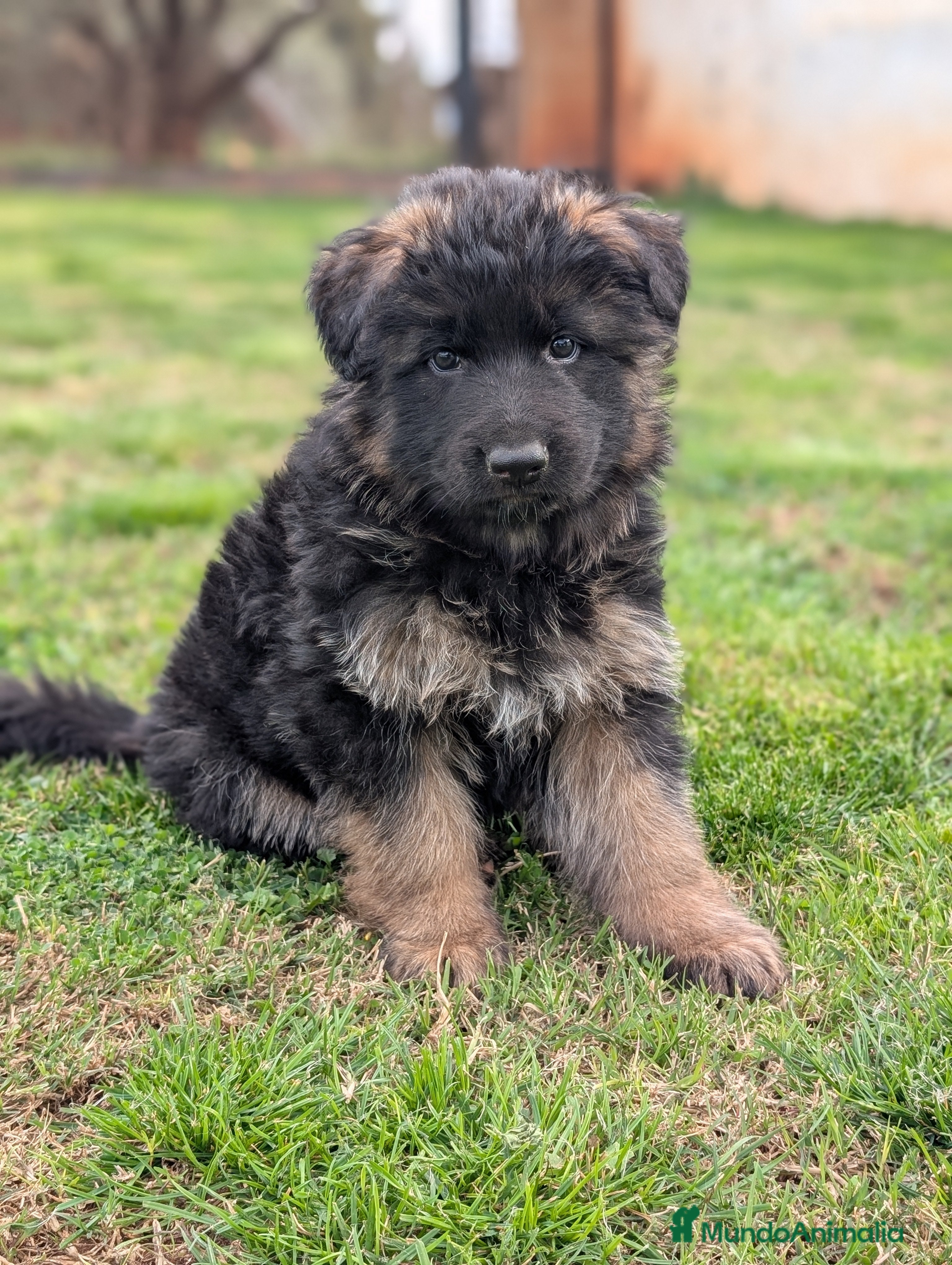 Pastor Alemán perros Cachorro Macho de Pastor alemán  - Anuncio 1