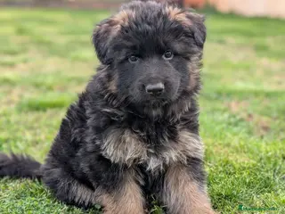Pastor Alemán perros Cachorro Macho de Pastor alemán - Anuncio 1