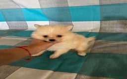 Pomerania perros en venta: Pomerania  - Imagen 11