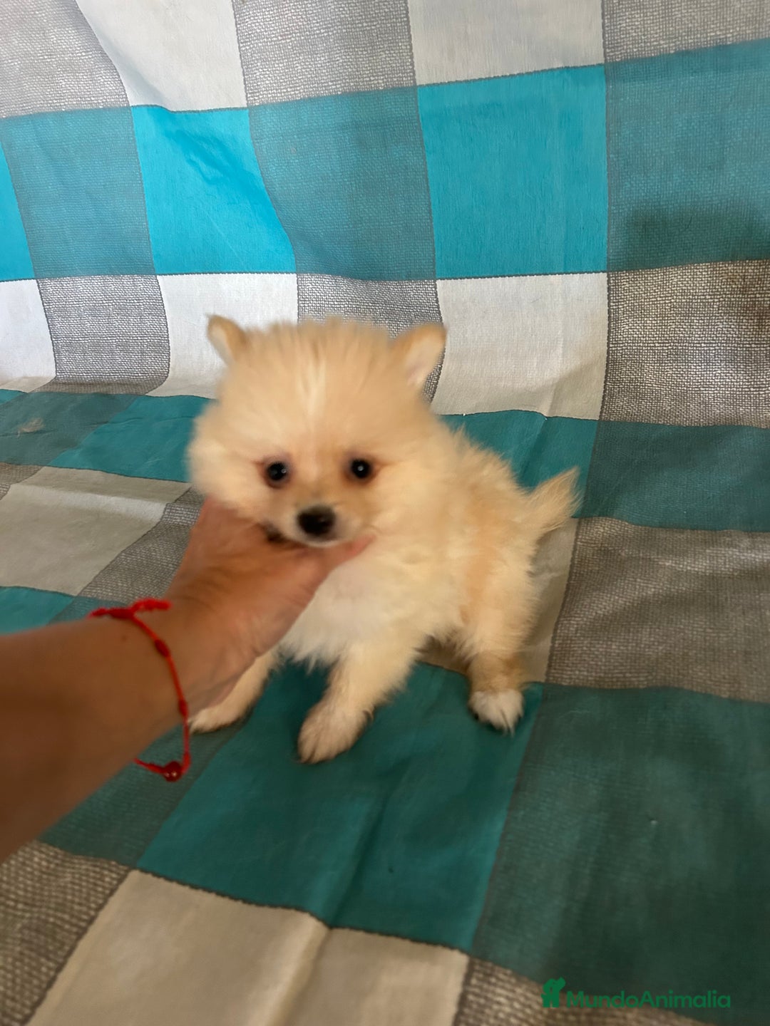 Pomerania perros en venta: Pomerania  - Imagen 11