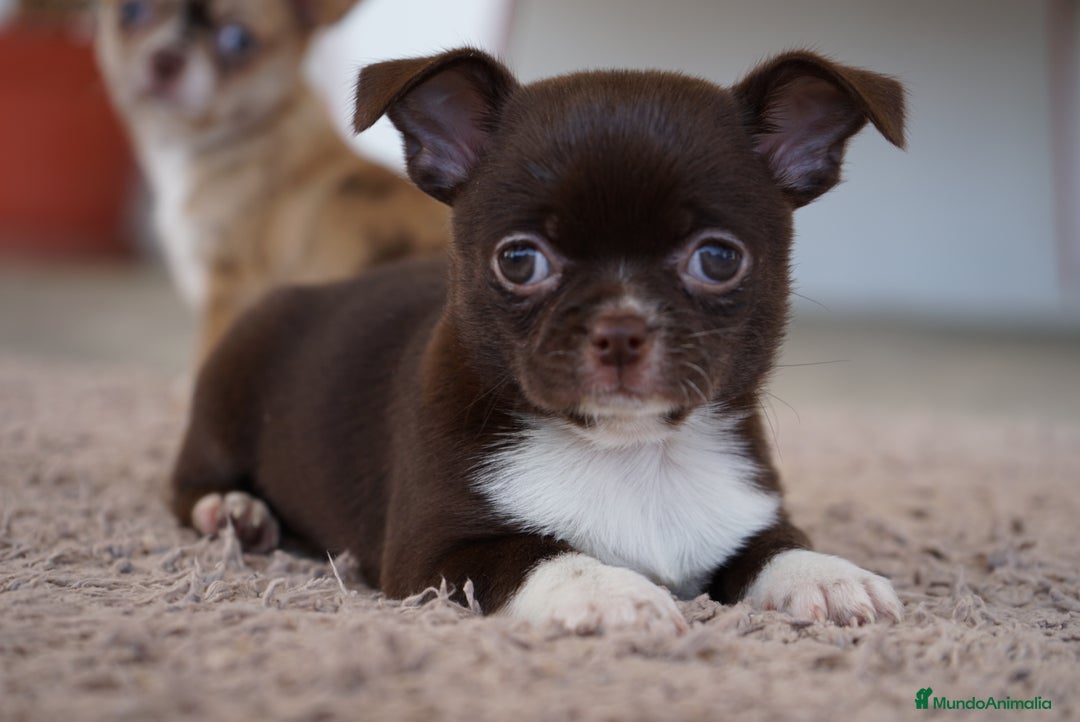 Chihuahua perros en venta: PADDY Y RONDA, DOS CHIHUAHUAS MUY ESPECIALES - Imagen 5
