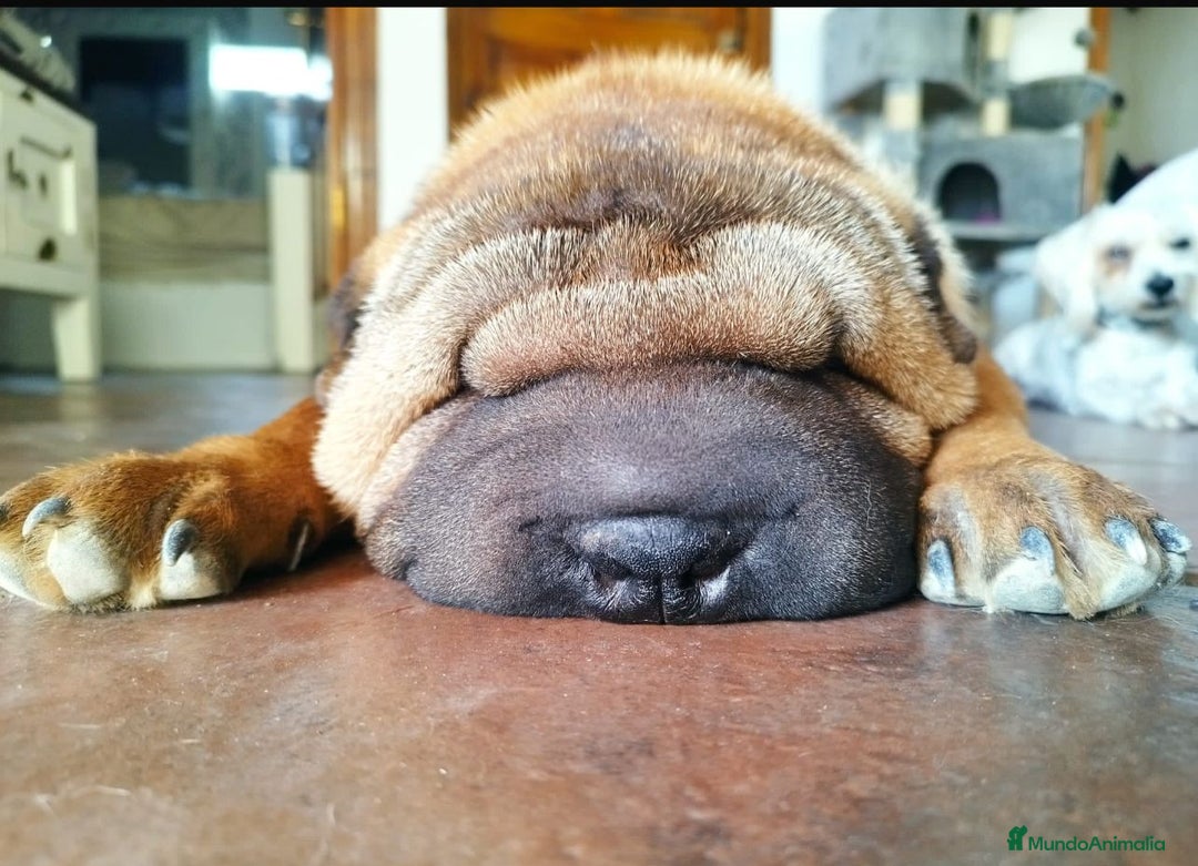 Shar Pei perros en adopcion: SHAR PEI ADOPCION - Imagen 3