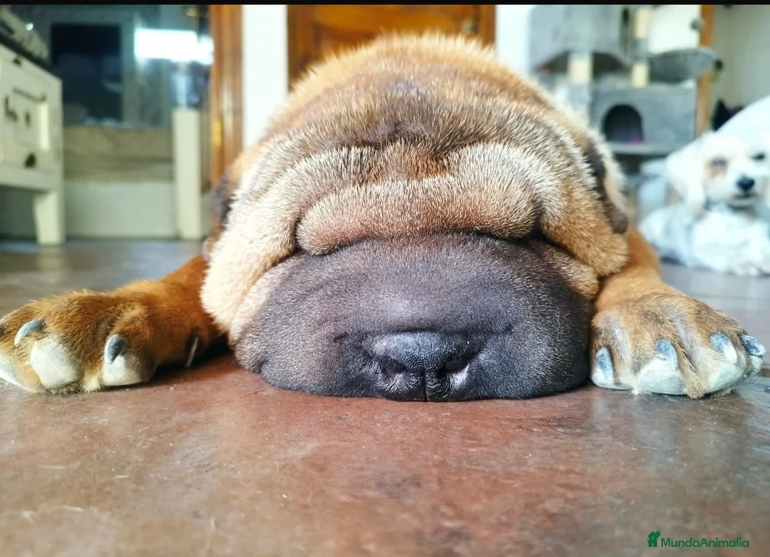 Shar Pei perros en adopcion: SHAR PEI ADOPCION - Anuncio 3