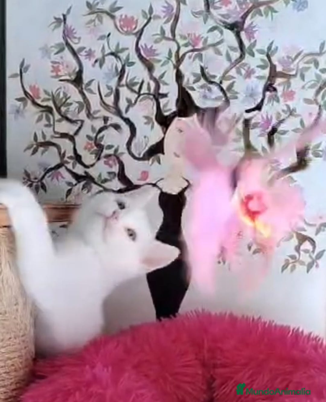 American Shorthair gatos en venta: British Shorthair macho ojos naranjas  - Anuncio 4