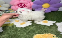 Pomerania perros en venta: Pomerania Blanco Puro - Imagen 7