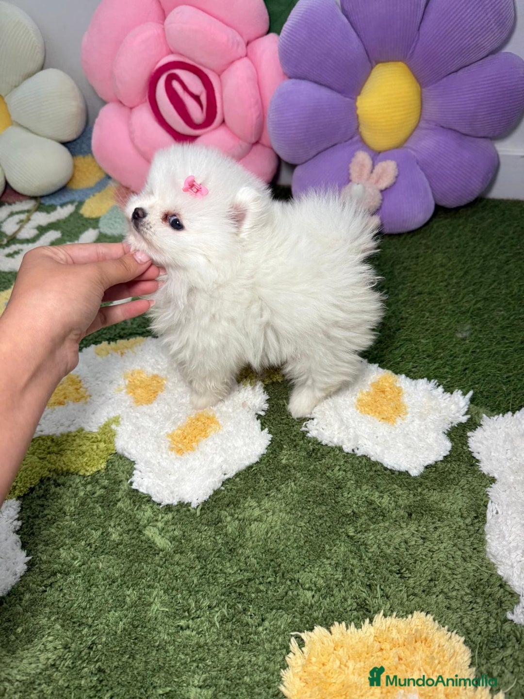 Pomerania perros en venta: Pomerania Blanco Puro - Imagen 7