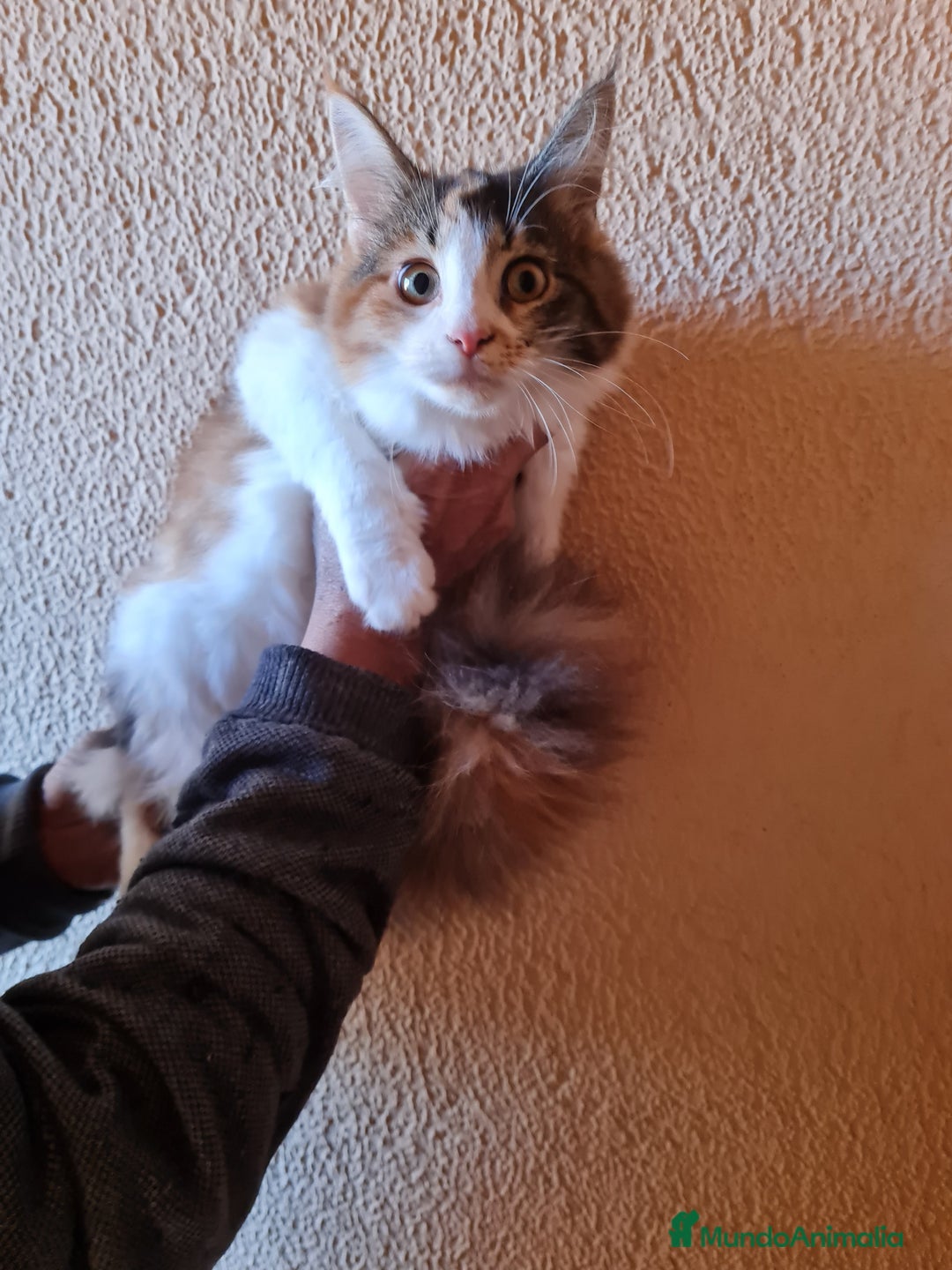 Maine Coon gatos en venta: Maine coom - Imagen 4