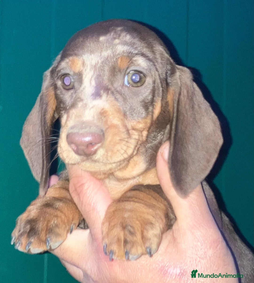 Teckel perros en venta: Teckel alta calidad con pedigree - Anuncio 1