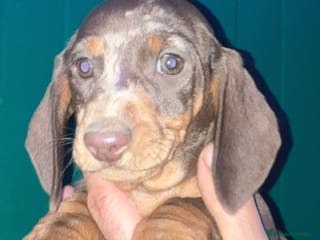 Teckel perros Teckel alta calidad con pedigree - Anuncio 1