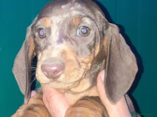 Teckel perros Teckel alta calidad con pedigree - Anuncio 3