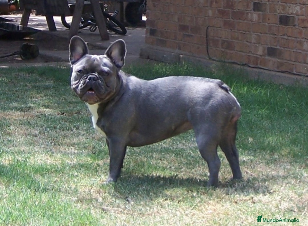 Bulldog Francés perros en venta: ‼️‼️BULLDOG FRANCES EXÓTICOS  - Imagen 4