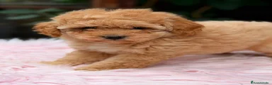 Caniche Enano 3
