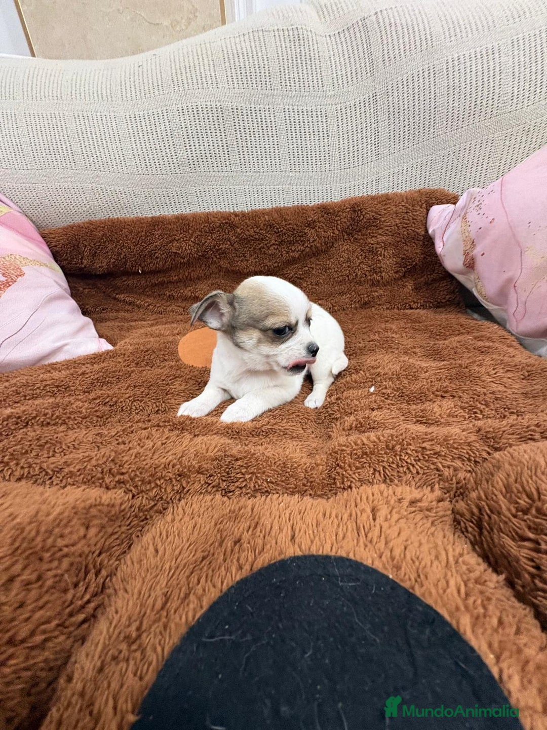 Chihuahua perros en venta: Chihuahua toy - Anuncio 13