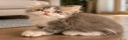 Persa gatos en venta: Macho persa bicolor - Anuncio 1