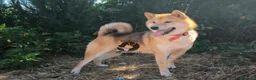 Shiba Inu perros en venta: Shiba inu - Anuncio 5