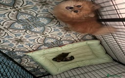 Pomerania perros en venta: Lulu pomerania mini toy  - Imagen 1