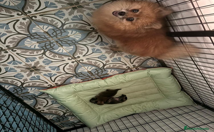 Pomerania perros - Anuncio 4